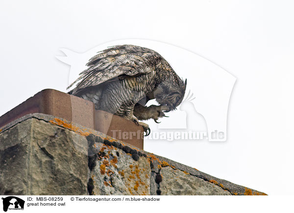 great horned owl / MBS-08259
