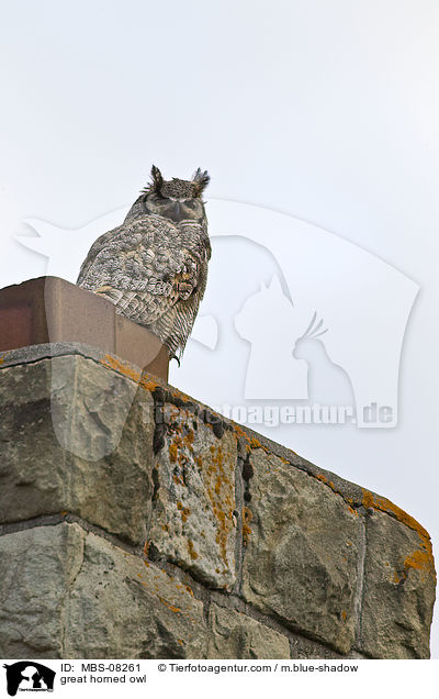 great horned owl / MBS-08261