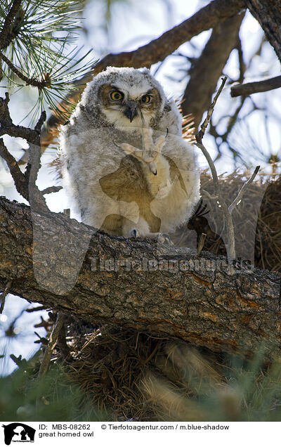 great horned owl / MBS-08262