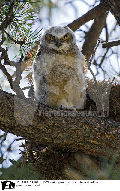 Virginia-Uhu / great horned owl / MBS-08263