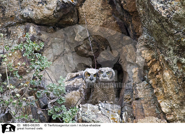 great horned owls / MBS-08265