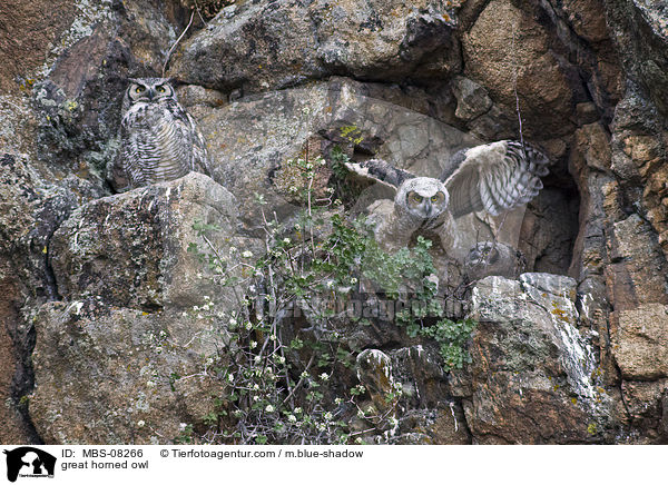 Virginia-Uhu / great horned owl / MBS-08266