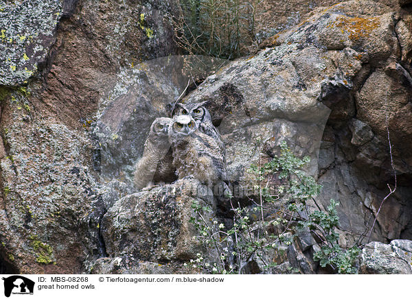 great horned owls / MBS-08268