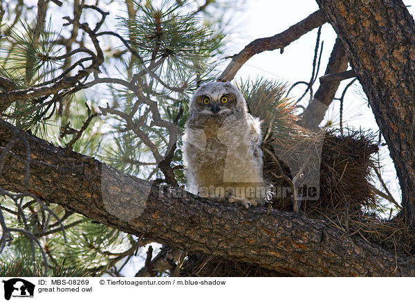great horned owl / MBS-08269