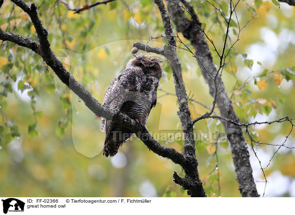 Kanada-Uhu / great horned owl / FF-02366