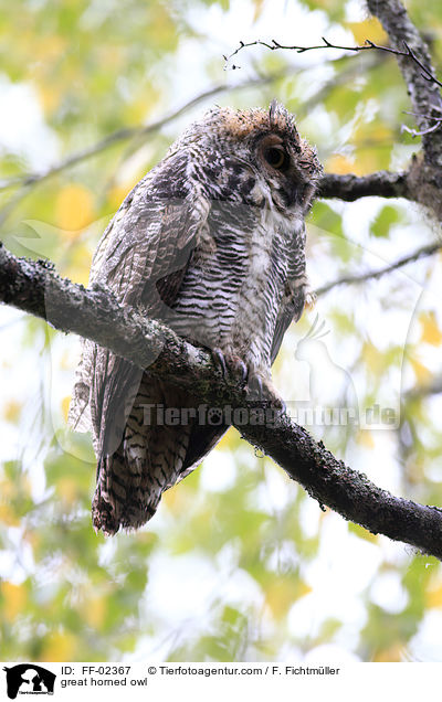 Kanada-Uhu / great horned owl / FF-02367