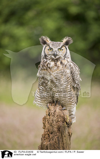 american eagle owl / FLPA-03409