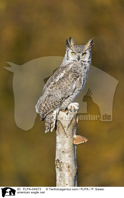 Virginia-Uhu / american eagle owl / FLPA-04673