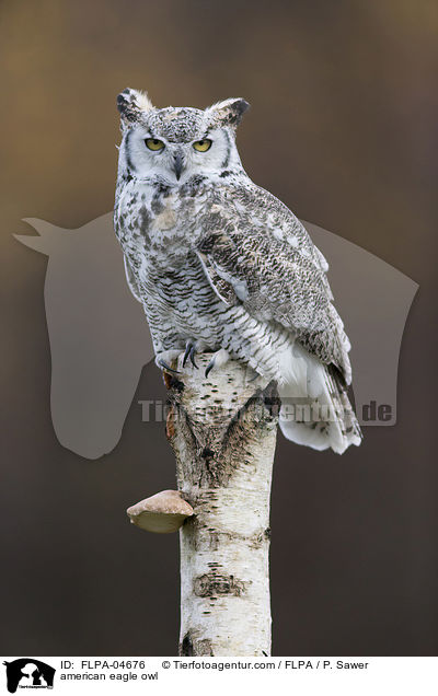 Virginia-Uhu / american eagle owl / FLPA-04676