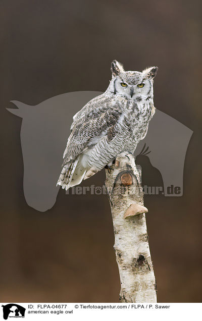american eagle owl / FLPA-04677