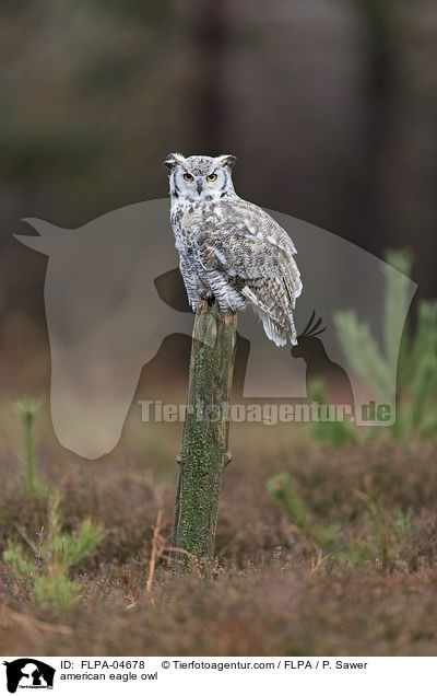 Virginia-Uhu / american eagle owl / FLPA-04678