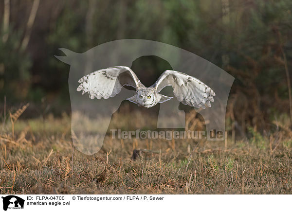 Virginia-Uhu / american eagle owl / FLPA-04700