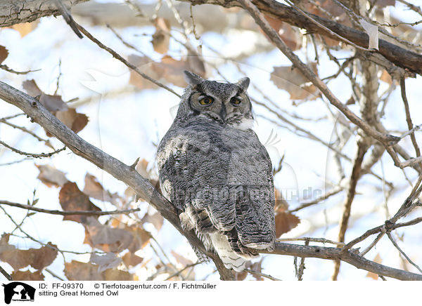 sitting Great Horned Owl / FF-09370