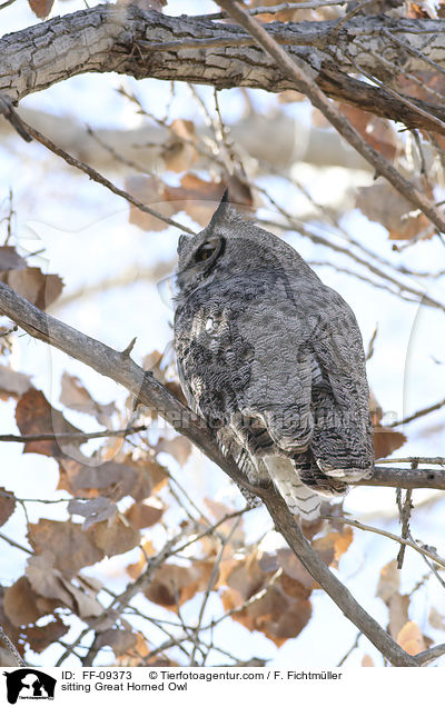 sitzender Virginia-Uhu / sitting Great Horned Owl / FF-09373