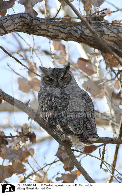 sitzender Virginia-Uhu / sitting Great Horned Owl / FF-09374