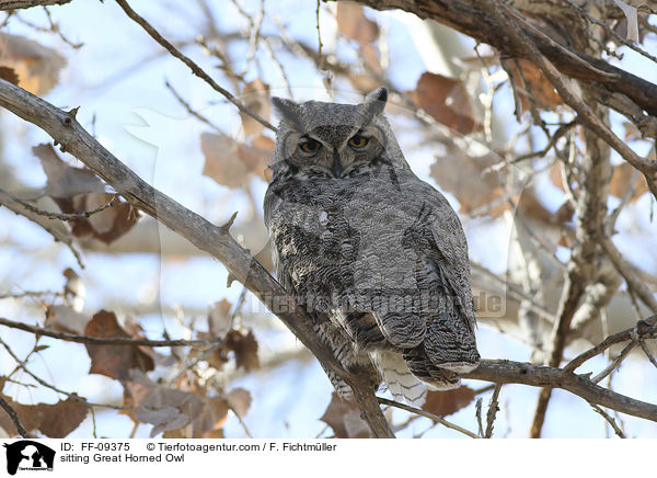sitzender Virginia-Uhu / sitting Great Horned Owl / FF-09375