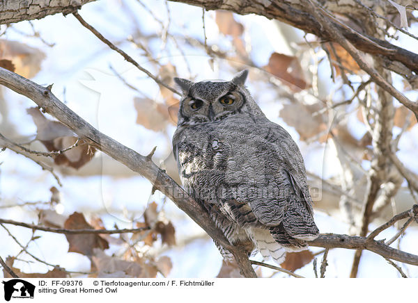 sitzender Virginia-Uhu / sitting Great Horned Owl / FF-09376