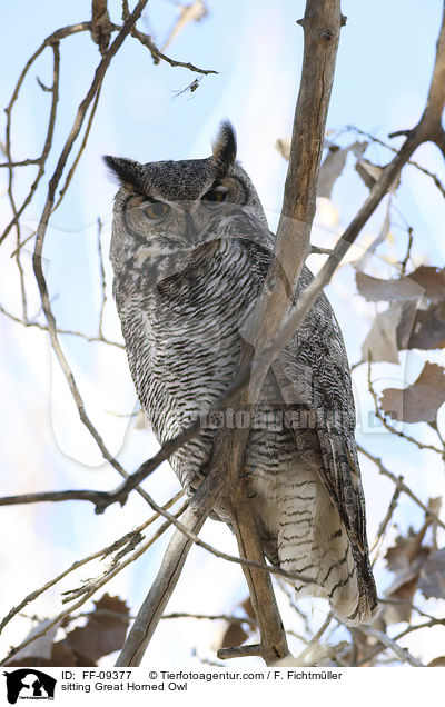 sitzender Virginia-Uhu / sitting Great Horned Owl / FF-09377