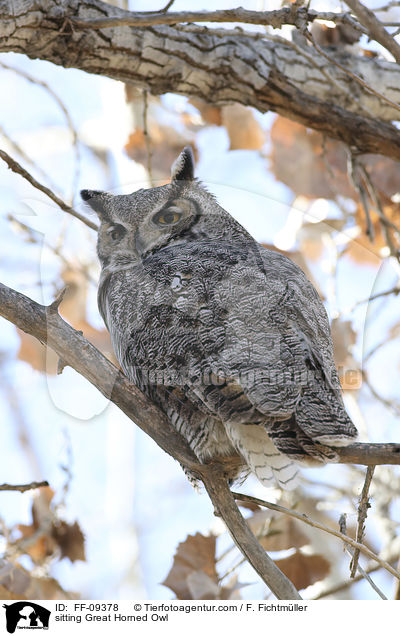 sitzender Virginia-Uhu / sitting Great Horned Owl / FF-09378