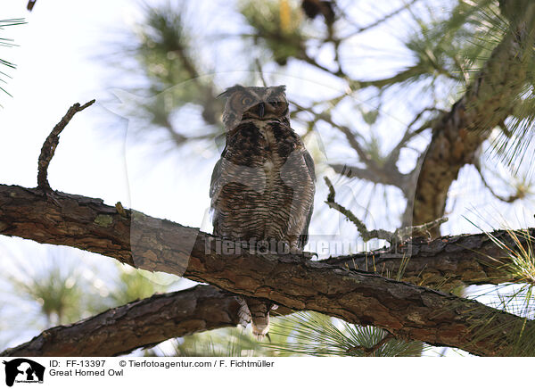 Virginia-Uhu / Great Horned Owl / FF-13397