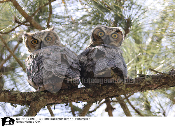 Virginia-Uhu / Great Horned Owl / FF-13398