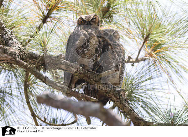Virginia-Uhu / Great Horned Owl / FF-13399