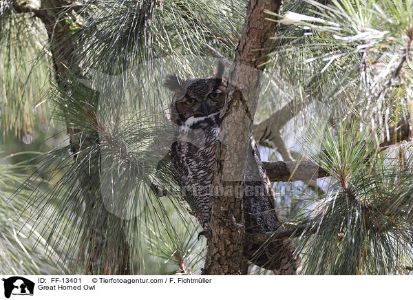 Great Horned Owl / FF-13401