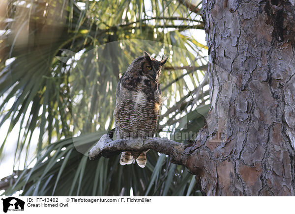 Virginia-Uhu / Great Horned Owl / FF-13402