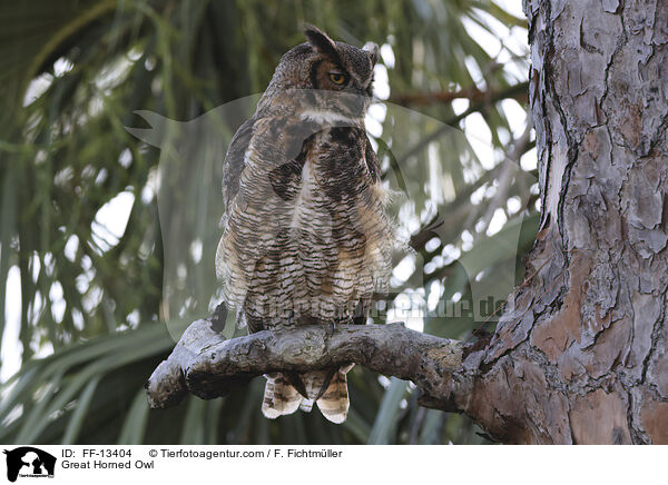Great Horned Owl / FF-13404