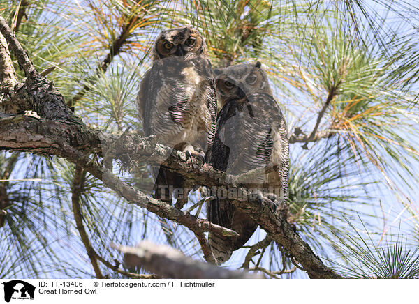 Virginia-Uhu / Great Horned Owl / FF-13406