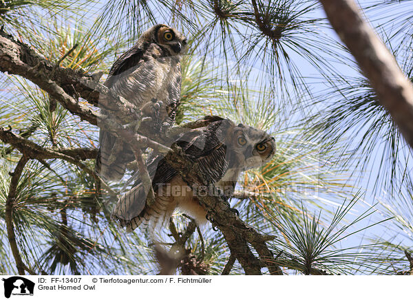 Virginia-Uhu / Great Horned Owl / FF-13407