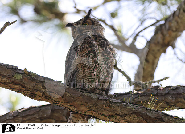 Virginia-Uhu / Great Horned Owl / FF-13408