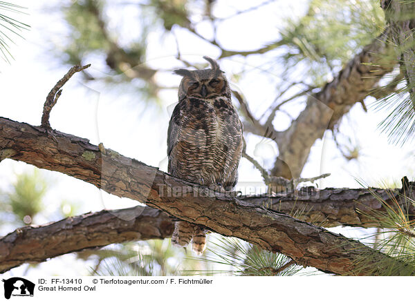 Virginia-Uhu / Great Horned Owl / FF-13410