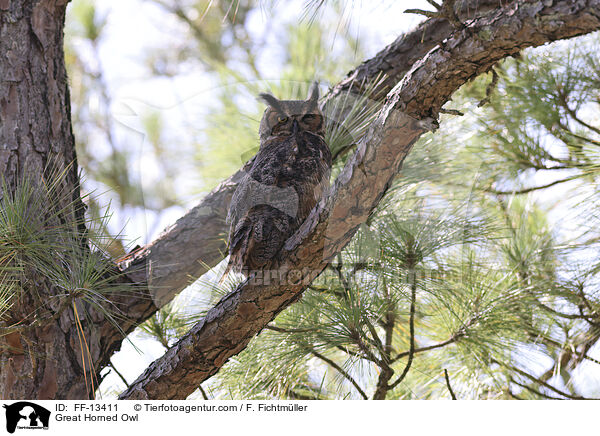 Virginia-Uhu / Great Horned Owl / FF-13411