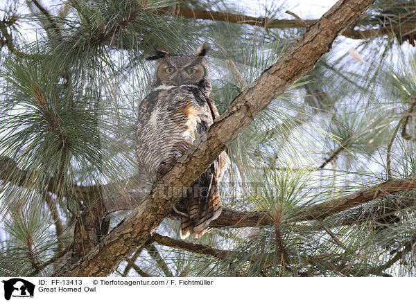 Great Horned Owl / FF-13413