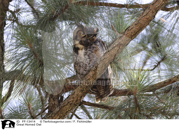 Virginia-Uhu / Great Horned Owl / FF-13414