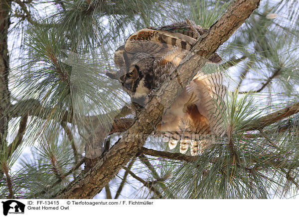Virginia-Uhu / Great Horned Owl / FF-13415