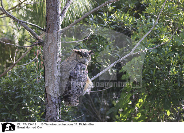 Great Horned Owl / FF-13419