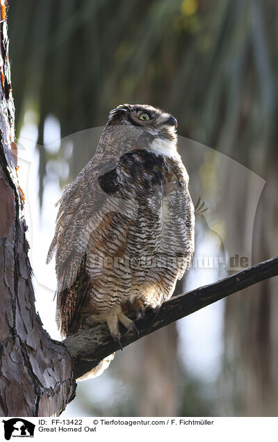 Virginia-Uhu / Great Horned Owl / FF-13422
