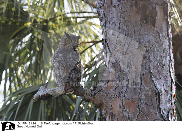 Virginia-Uhu / Great Horned Owl / FF-13424