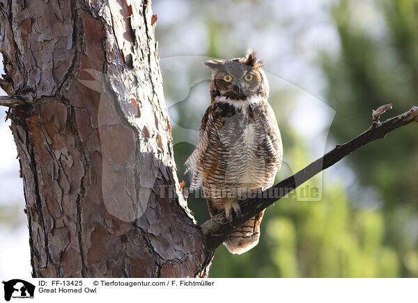 Great Horned Owl / FF-13425