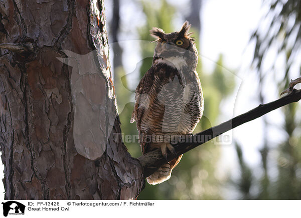 Great Horned Owl / FF-13426