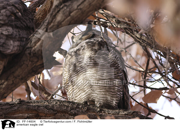 Virginia-Uhu / american eagle owl / FF-14604