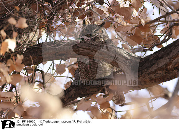 Virginia-Uhu / american eagle owl / FF-14605