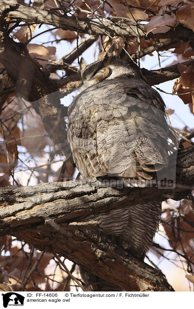 Virginia-Uhu / american eagle owl / FF-14606