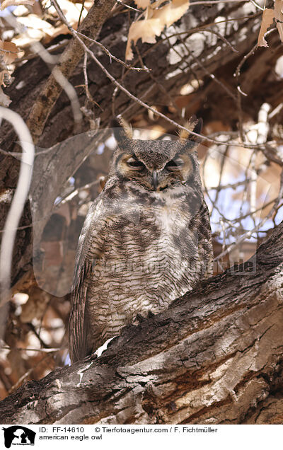 Virginia-Uhu / american eagle owl / FF-14610