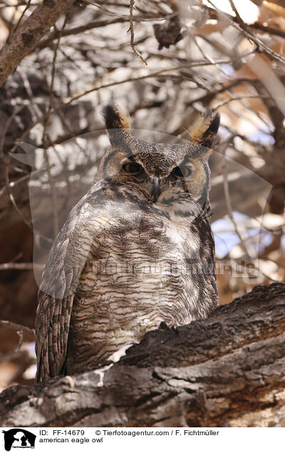 Virginia-Uhu / american eagle owl / FF-14679