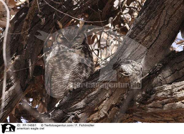 Virginia-Uhu / american eagle owl / FF-14681