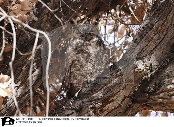Virginia-Uhu / american eagle owl / FF-14684