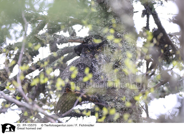 Virginiauhu / Great horned owl / FF-15570